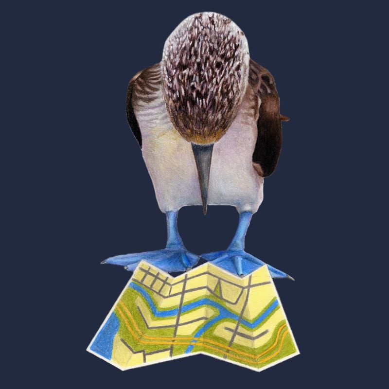 Blue-footed boobies road map