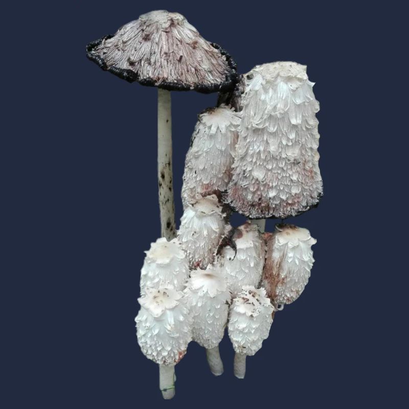 Shaggy Forest Pilze