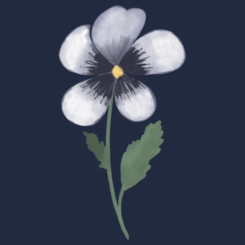 Stiefmütterchen Veilchen