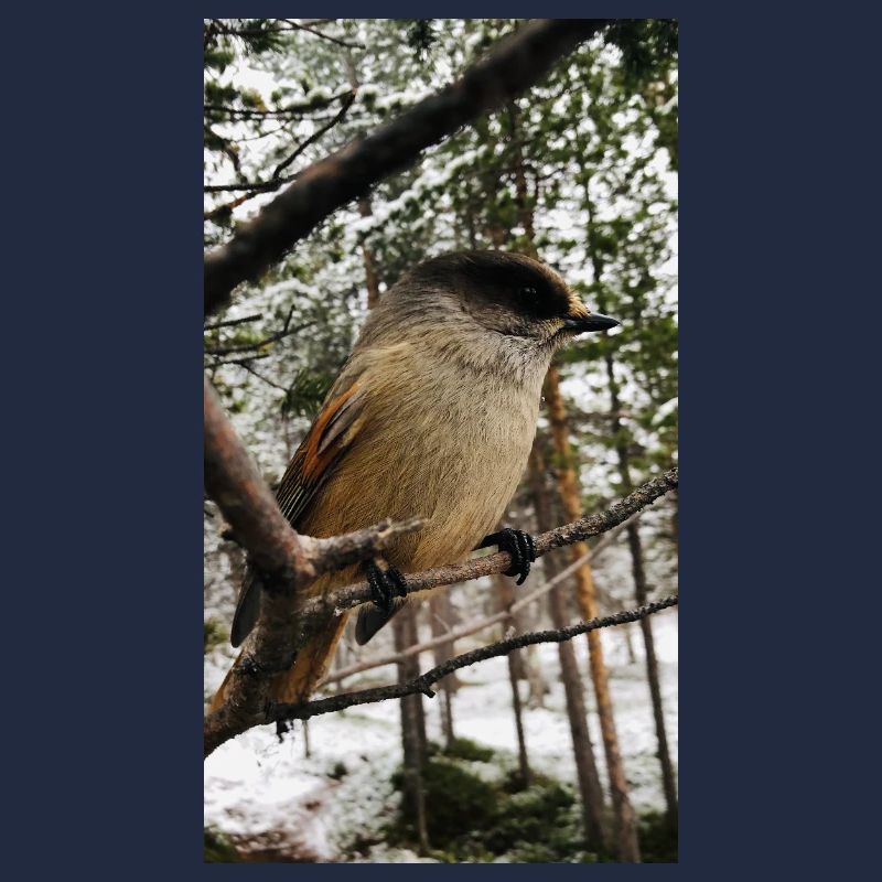 Jay
