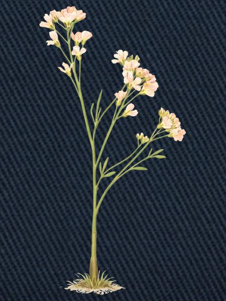 Zarte Blüten