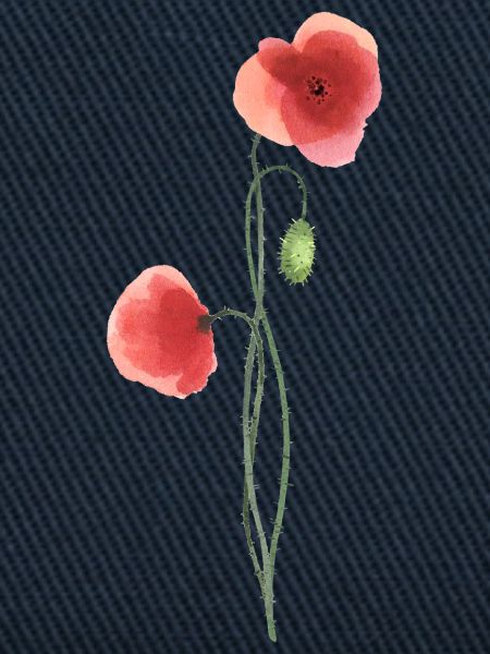 Blume: roter Mohn