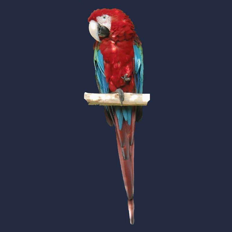 Macaw