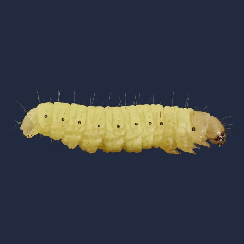 Raupe