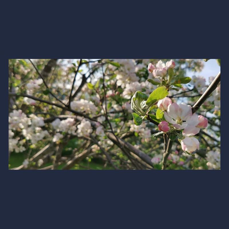 Cherry blossom branches Spring