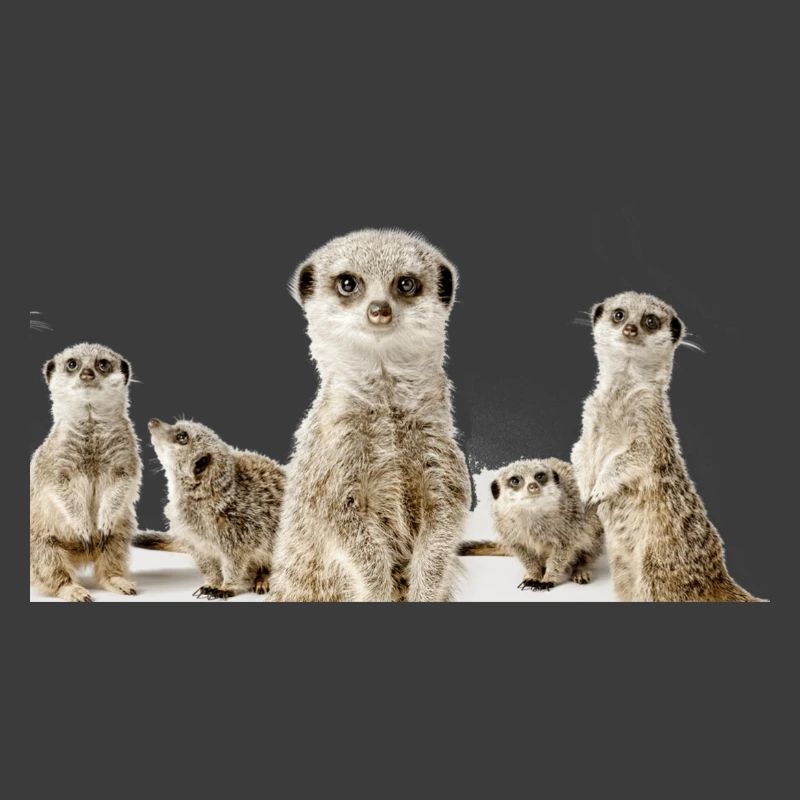 Erdhörnchen