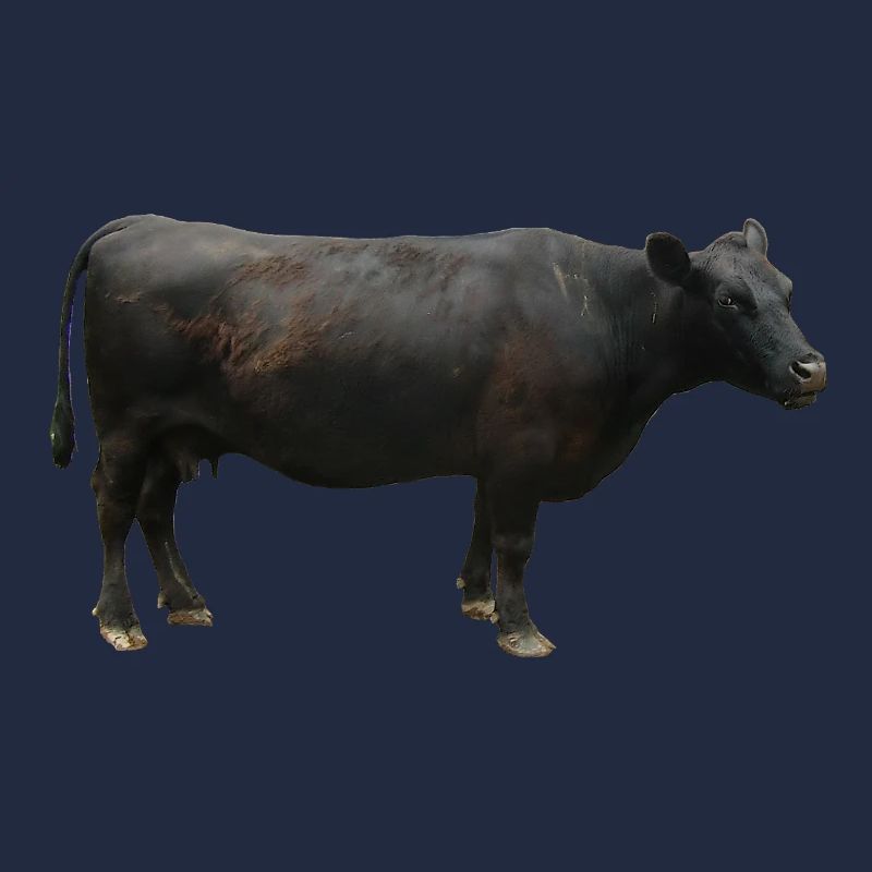 Rind schwarz