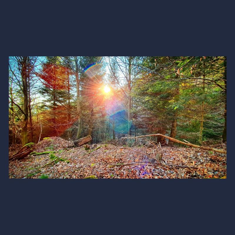 Sonnenlicht im Herbstwald
