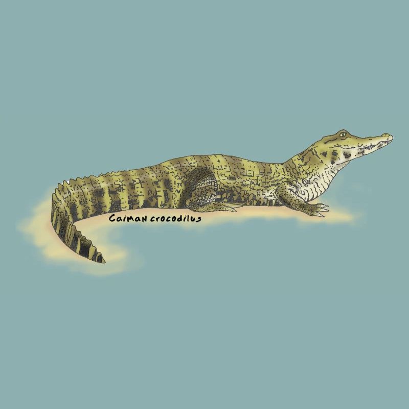 Baba (Caiman crocodilus)