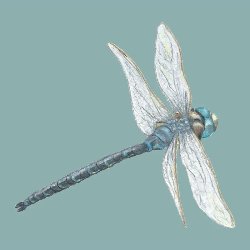 Blaugrüne Libelle Illustration