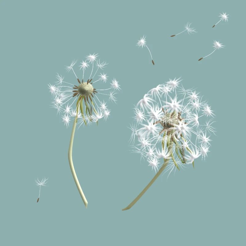 White dandelion silhouette
