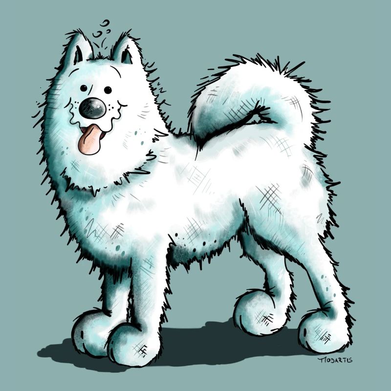 Sammy Samoyed - Samoyède