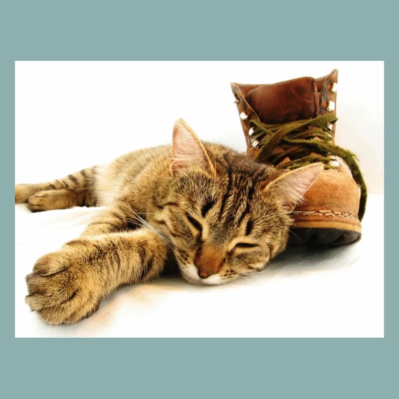 Katze