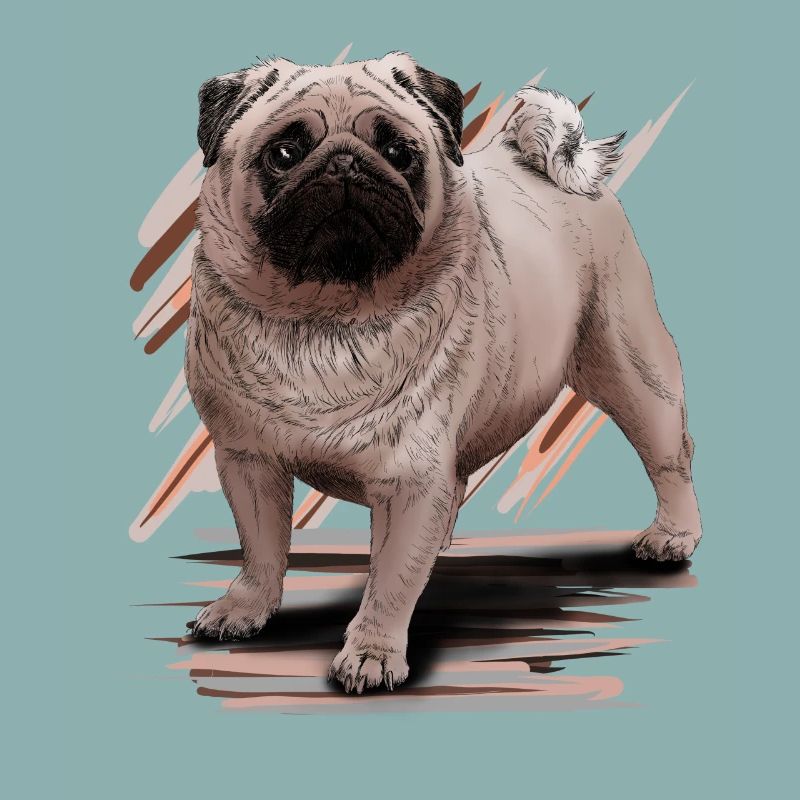 Pug