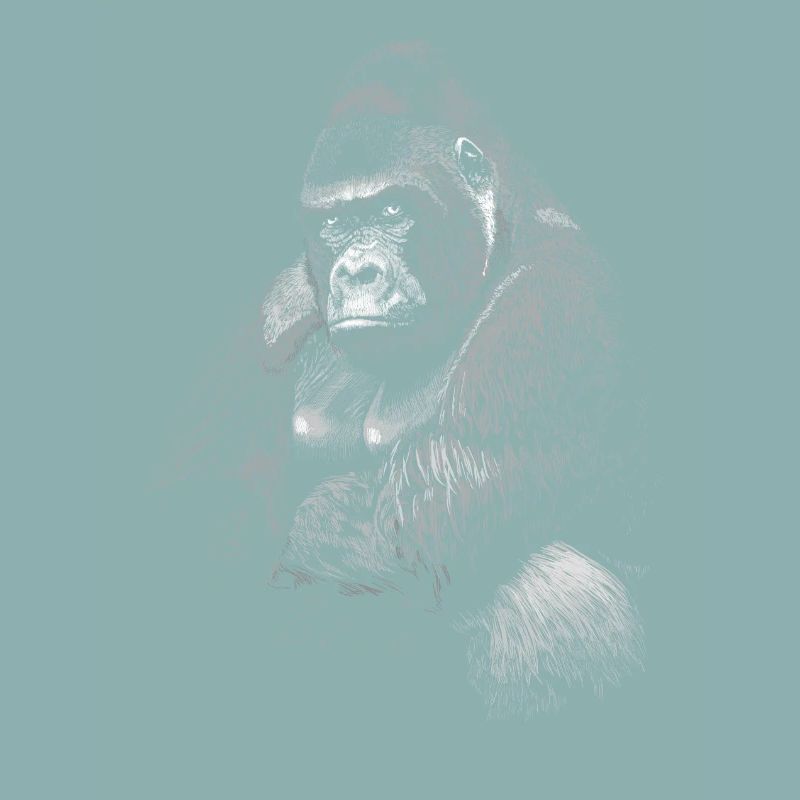 Gorilla
