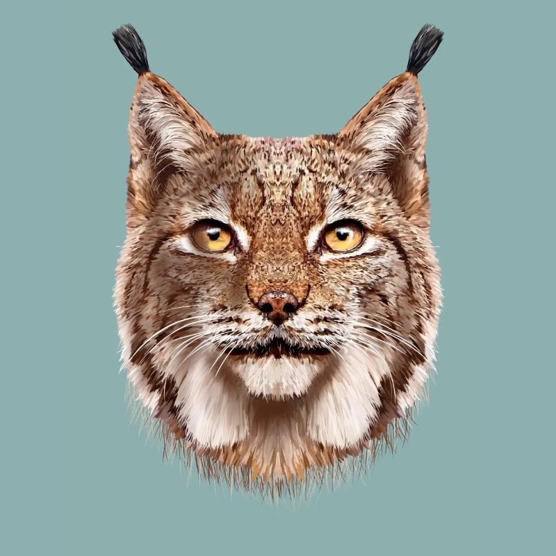 Luchs