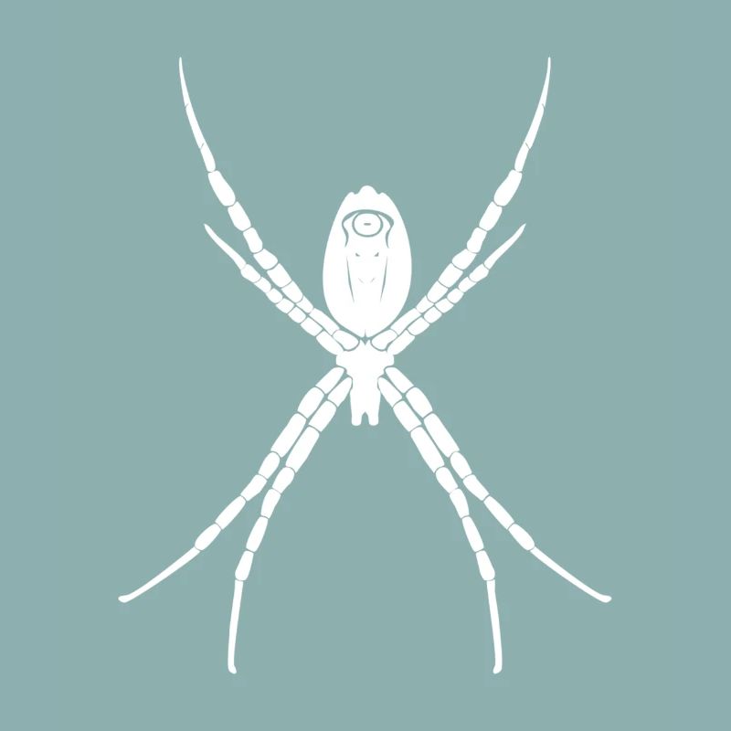 spider