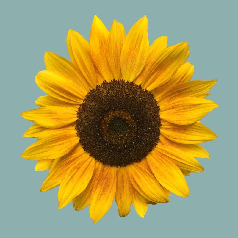 Tournesol (Fleur / Floraison / Soleil)