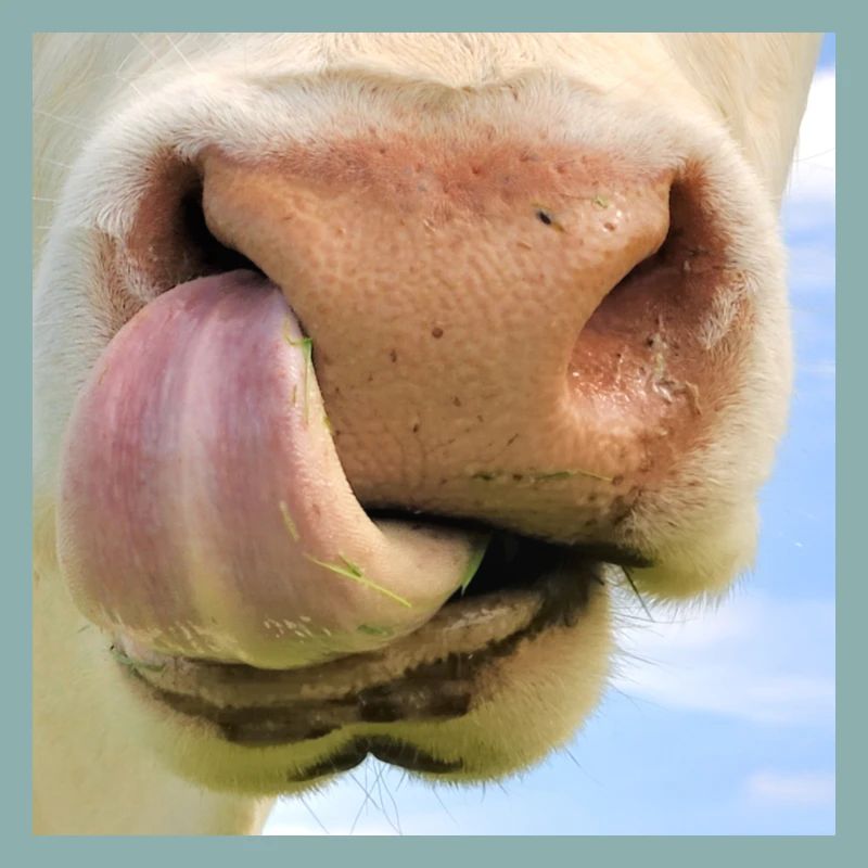 Masque vache avec narines museau visage boeuf