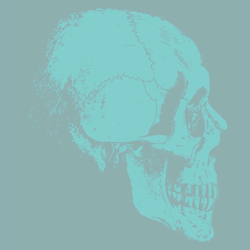 Skeleton skull of bones