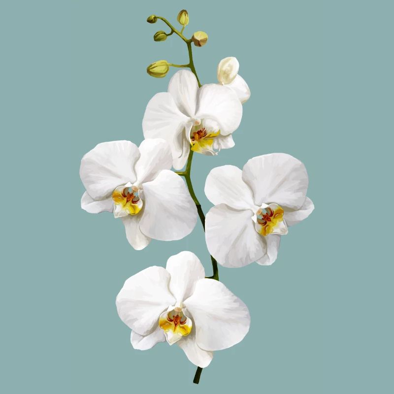 Orchidées