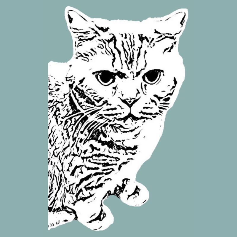 British Shorthair Chat Blanc Chats blancs