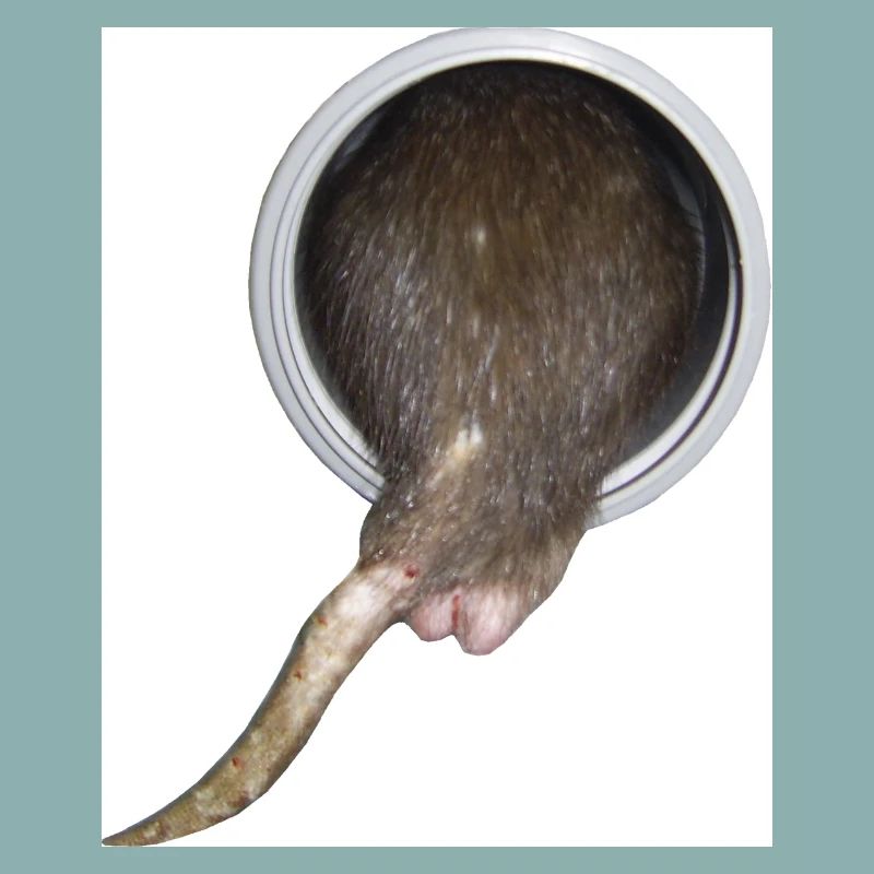 Ratte im Rohr hinter