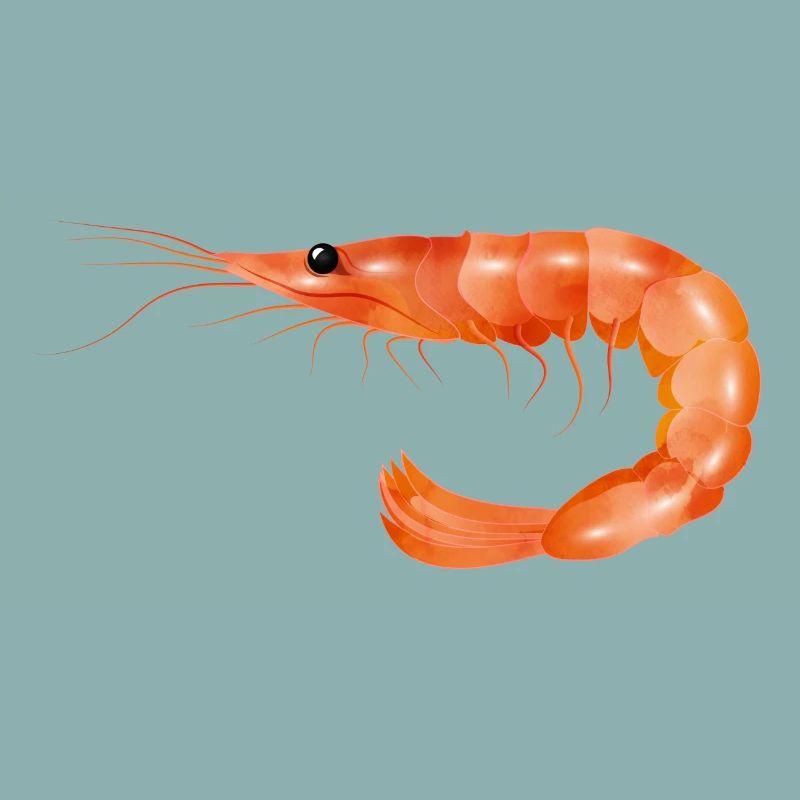 rosarote Garnele oder Shrimp von Hand gezeichnet