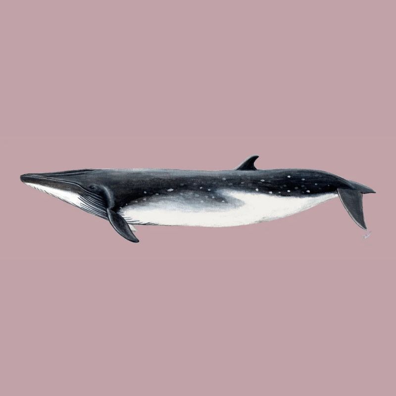 Bryde - Bryde baleine - rorqual tropical