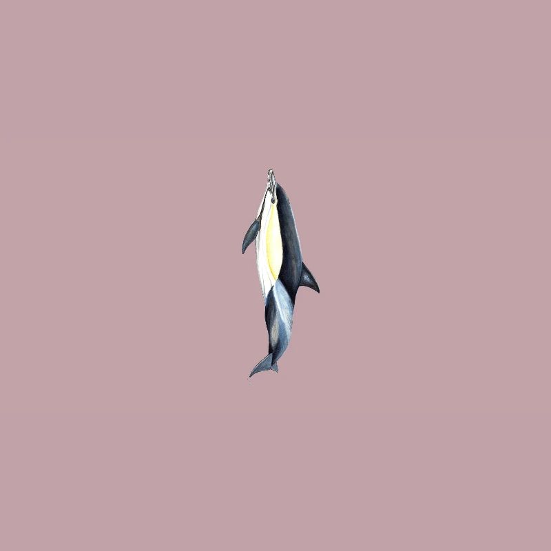 Gemeiner Delphin - Gemeiner Delfin - Delfin gemeinsam