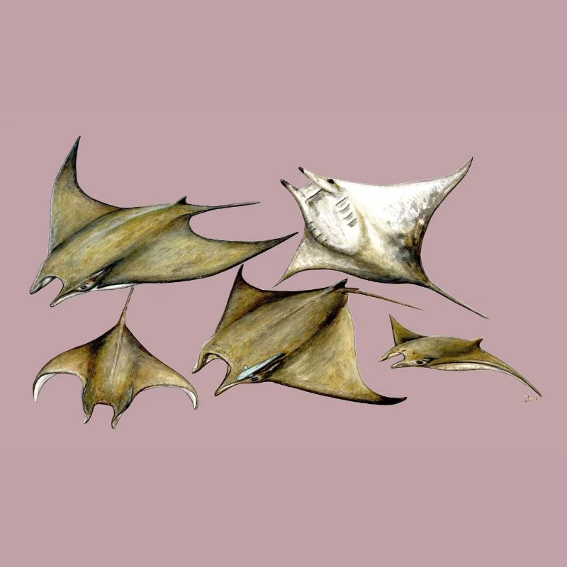 Tarapacana Mobula Stingray - Devil Fisch - Raie