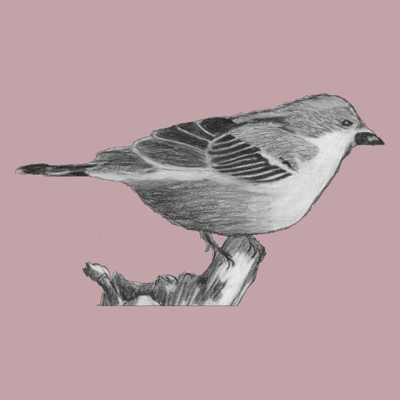 Spatz