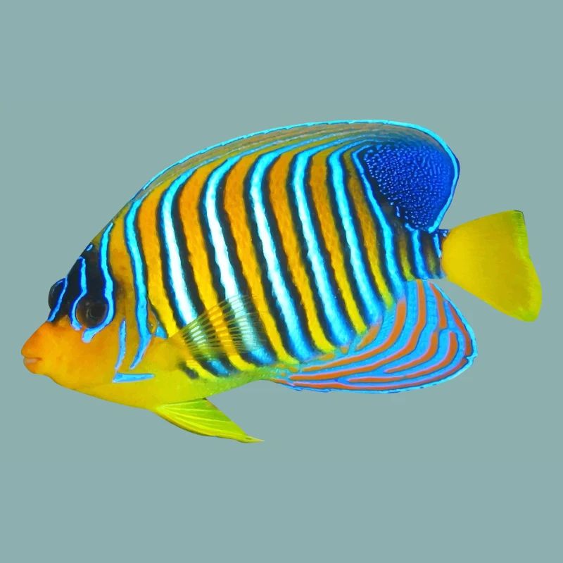 fish