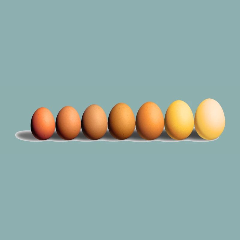 Les Oeufs