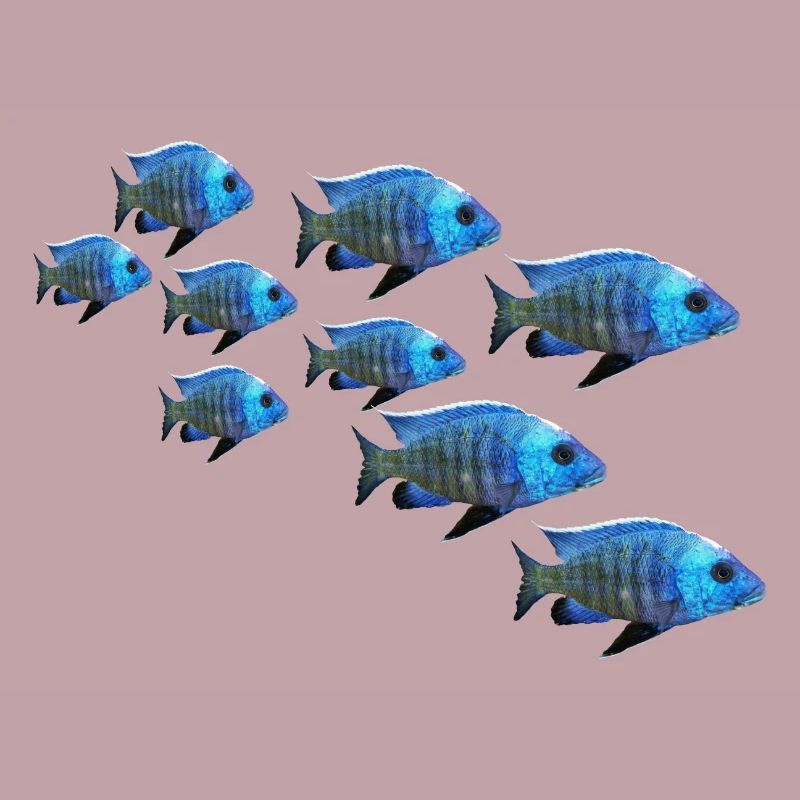 grouper perch fish