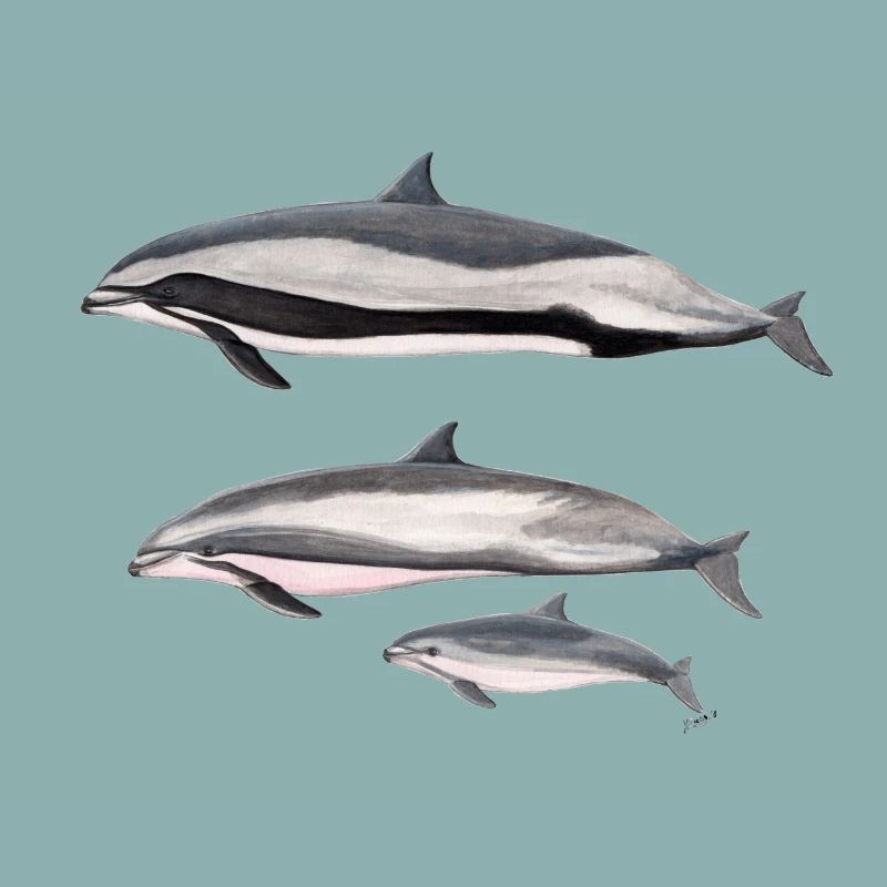 dauphin de Fraser - Dauphin Fraser - Dauphin