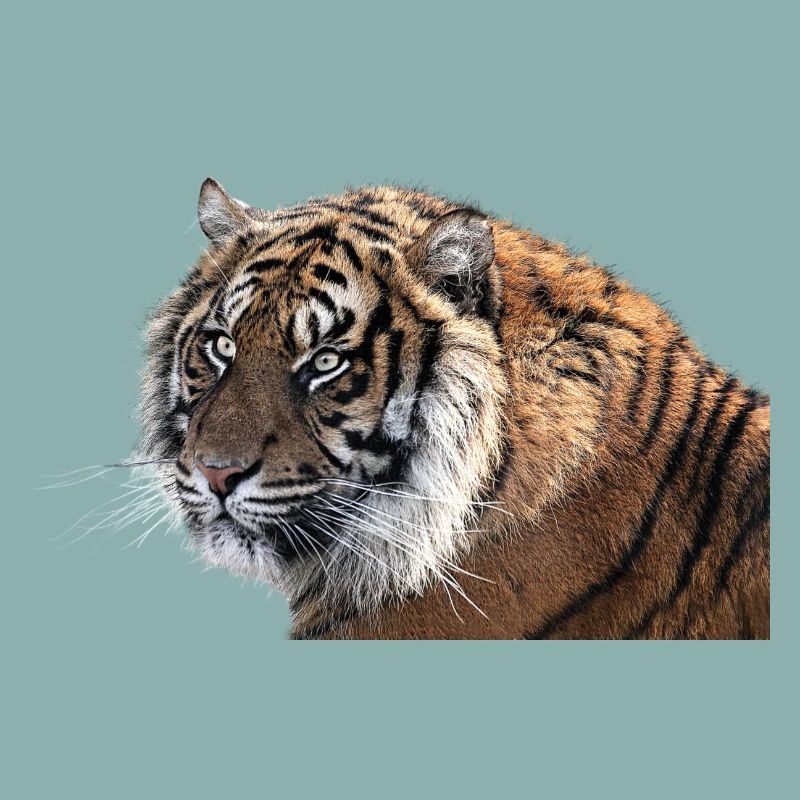 tigre du Bengale