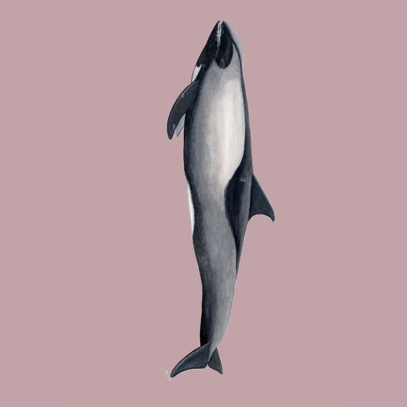 Dolphin Kopf Melone - Peponocephala electra