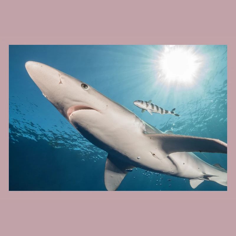 Requin des Açores