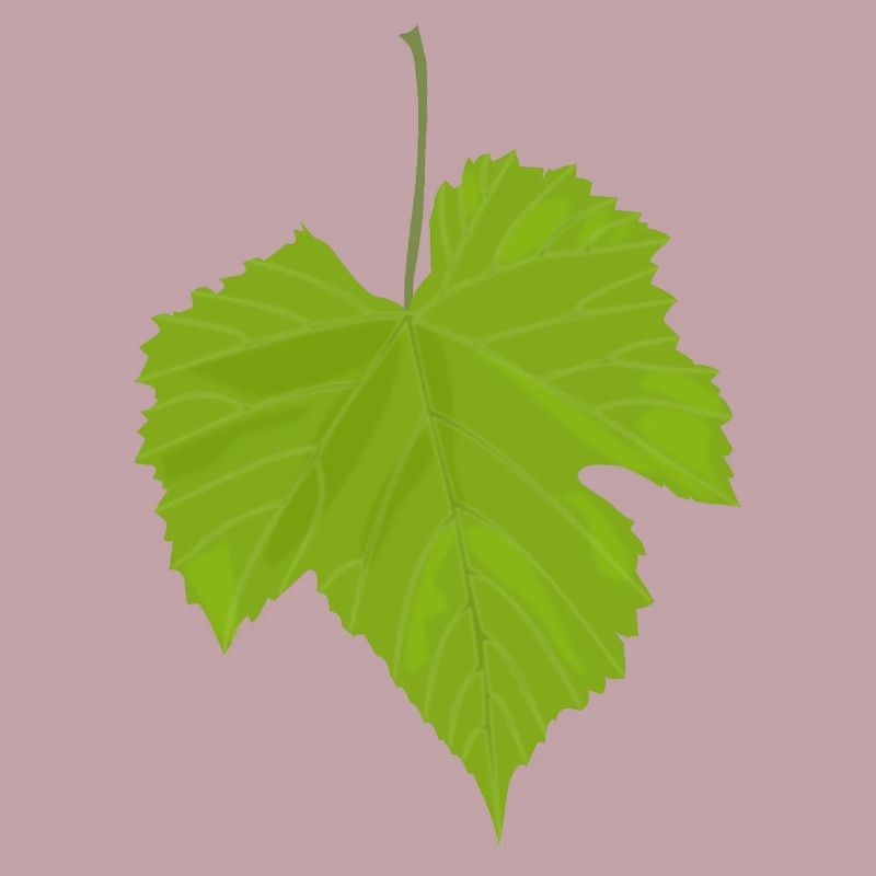 Maple leaf