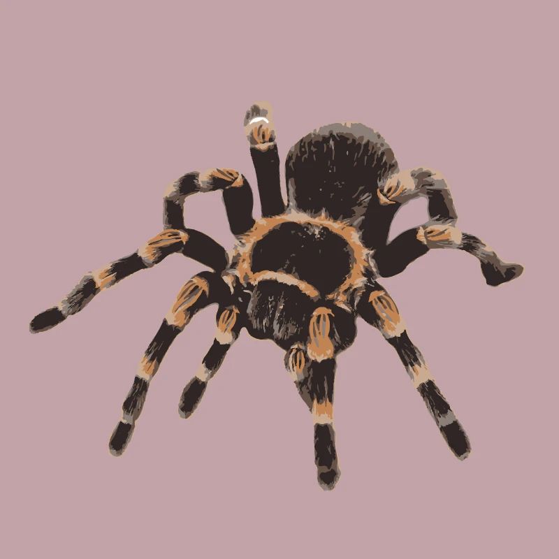 Tarantula Brachypelma smithi