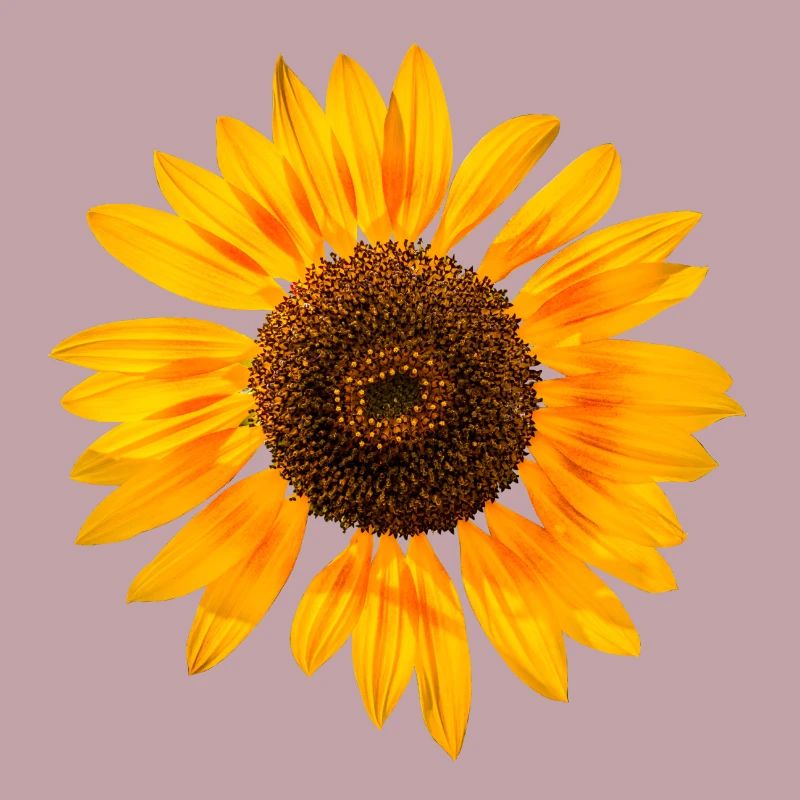 Sonnenblume
