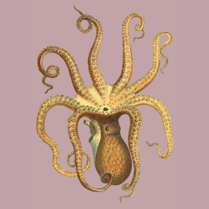 squid giant octopus octopus octopus squid sepia fish