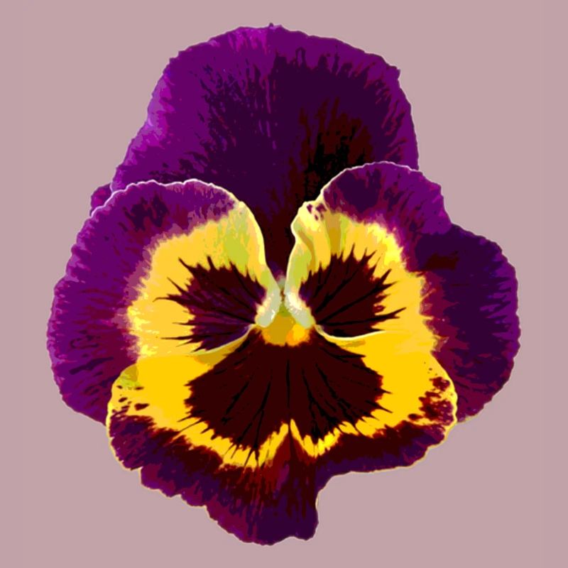 Stiefmütterchen / Veilchen