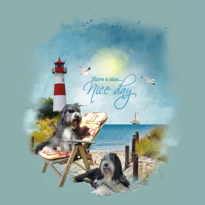 Bearded Collie - maritim