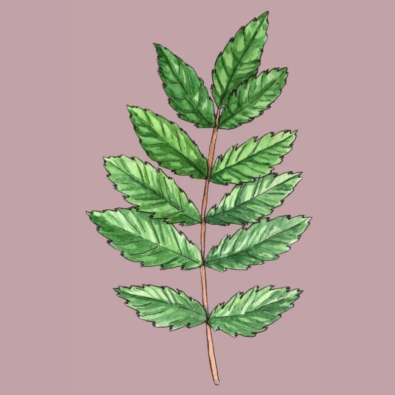 Feuille d'une cendre