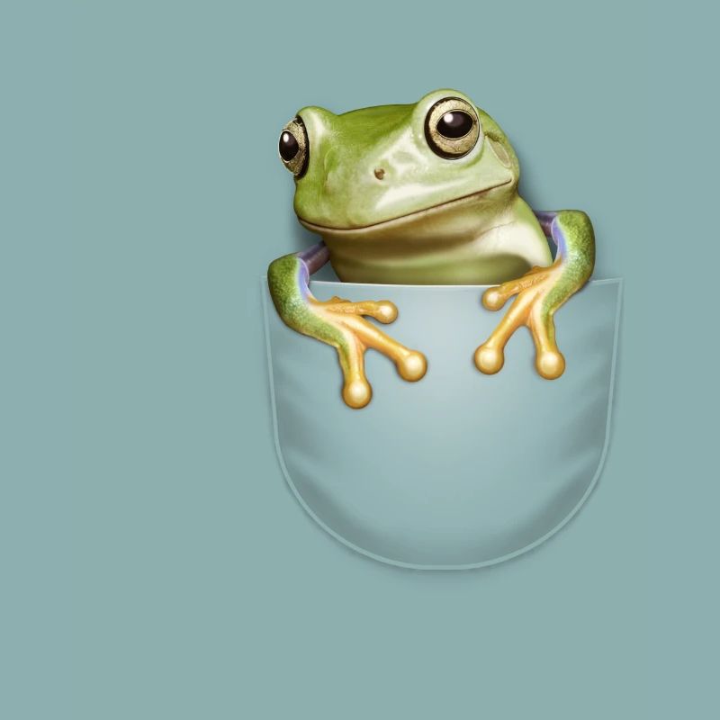 GRENOUILLE DE POCHE