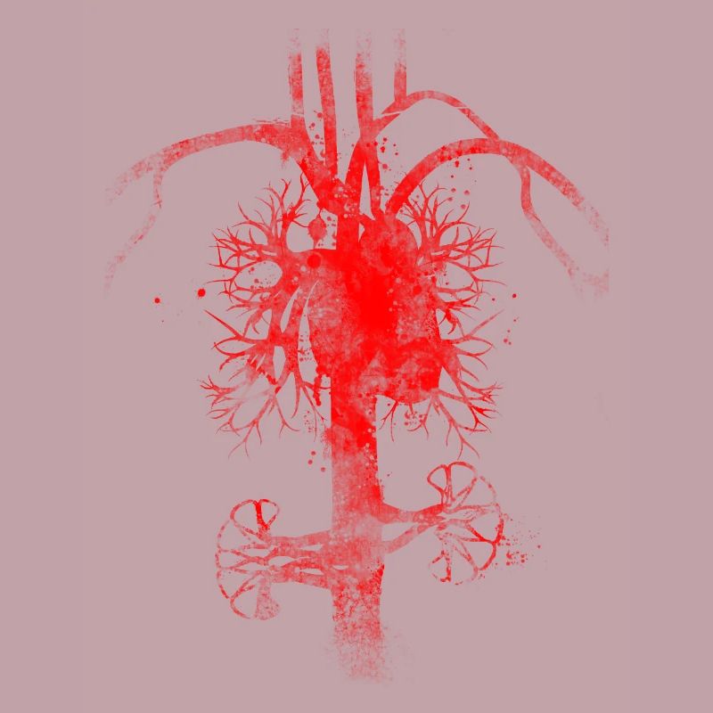 Blutkreislauf inside out