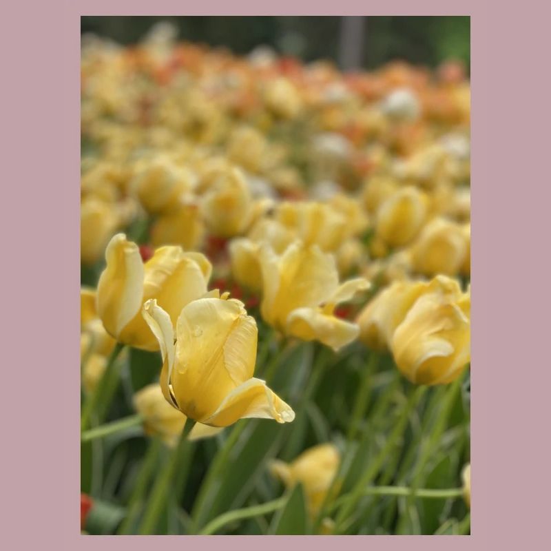 Tulpenmeer gelb