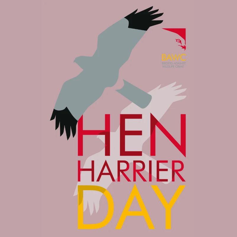 BAWC Hen Harrier Day Men's Sweatshirt